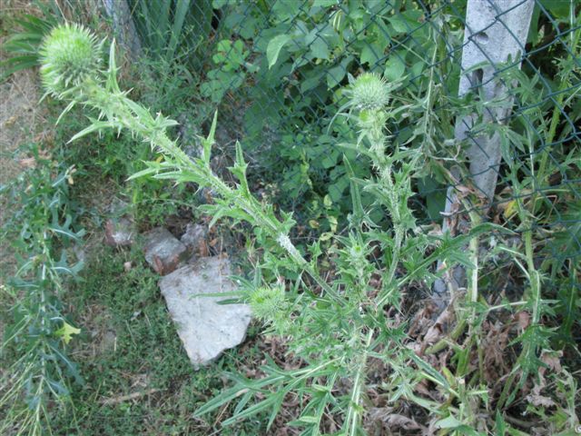 Cirsium vulgare